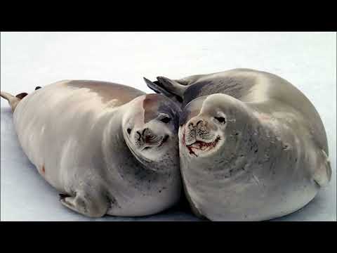 Facts: The Crabeater Seal