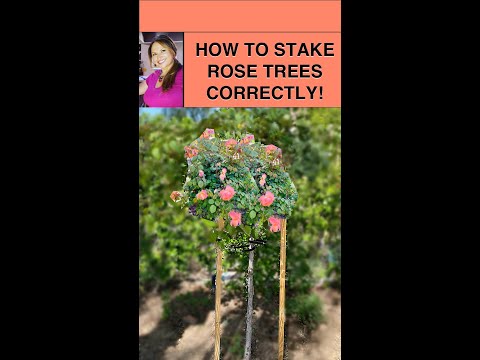 Rose Tree: How to Support a Rose Tree Correctly! Shirley Bovshow (#shorts)