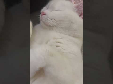 打鼾小猪