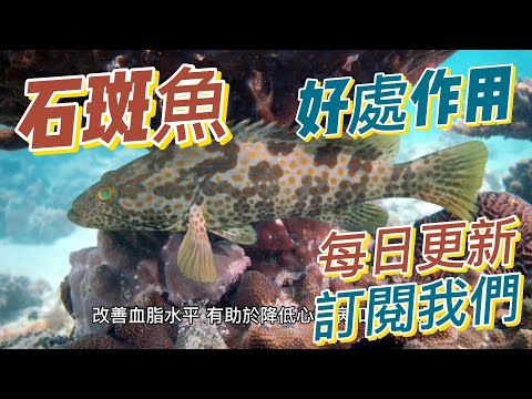 EP181 石斑魚（Rockfish）的好處與作用 支持心血管健康 低脂肪 高蛋白質