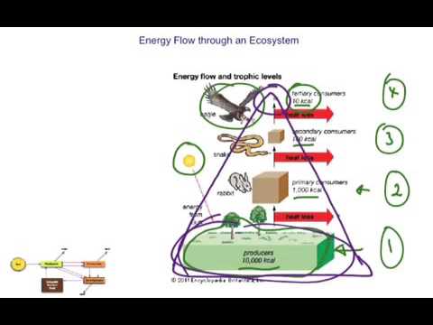 Energy flow through an ecosystem