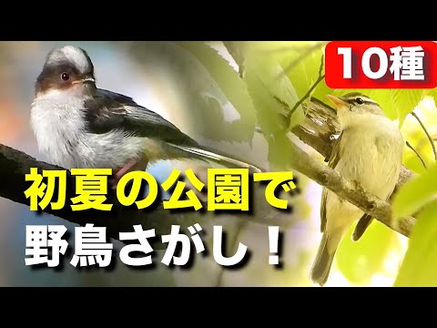 初夏の野鳥を観察しに行こう！エナガ団子も発見！？