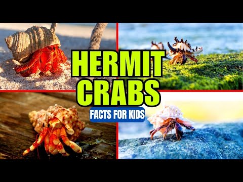 Hermit Crabs - Facts for Kids