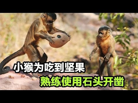 小猴子为吃到坚果，熟练使用石头当大锤，它们进入石器时代？【张叫兽说兽】