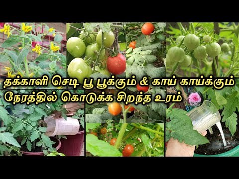 தக்காளி செடி பூ உதிராமல் காய் பிடிக்க சிறந்த கரைசல்/best fertilizer for tomato plant/thakkali chedi