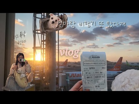 제주에서 강아지랑 비행기 타고 엄빠보러 가요✈️ |