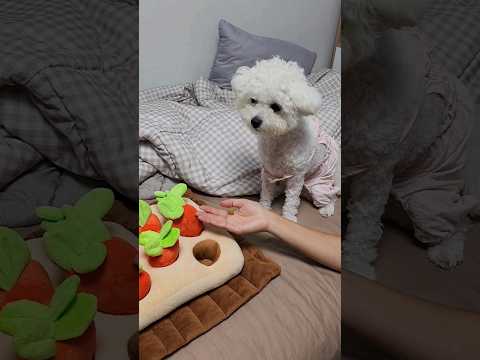 칠백이네 당근 농사 실패🥕 #bichon #dog #puppy #가족 #강아지 #강아지브이로그 #개아들 #칠백 #쇼츠 #댕댕이일상 #비숑 #노즈워크 #구독 #좋아요