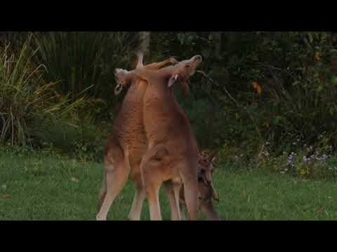 Kangaroos Throw Punches In a Fight/Kangaroos Free For All Fight/The Wildlife Animals/BBC Earth Video