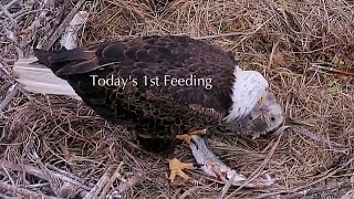 #195🦅Captiva Eagle Nest／Clive💗Connie／Window To Wildlife／Captiva Eagle Cam | 4K PTZ | Connie & Clive