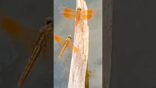 dragonfly wingsound  | red dragonfly landing #wildtrails #dragonfly #insect