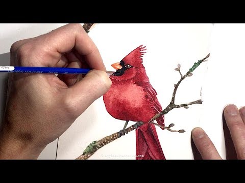 How to Paint a Cardinal Bird & Tips on Painting the Color Red in Watercolors