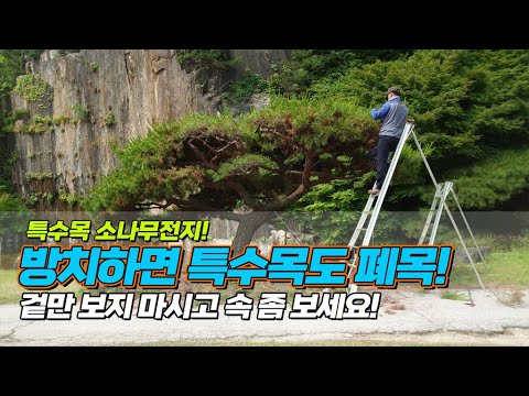 특수목 소나무전지! 방치하면 특수목도 폐목.. 겉만 보지 마시고 속 좀 보세요  / Prune the dying pine trees beautifully