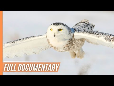 Arctic Wildlife Wonders: A Frozen World Unveiled | Full Documentary