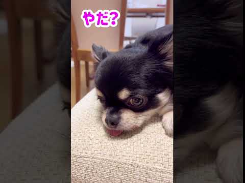 全然散歩に気乗りしないうちのチワワ#shorts #チワワ #funnydogs #ブラックタンチワワ #chihuahuas #dog #funnydogs #cutedog