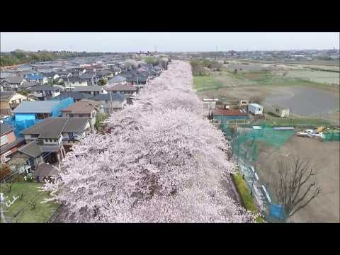 入間川の桜 mov