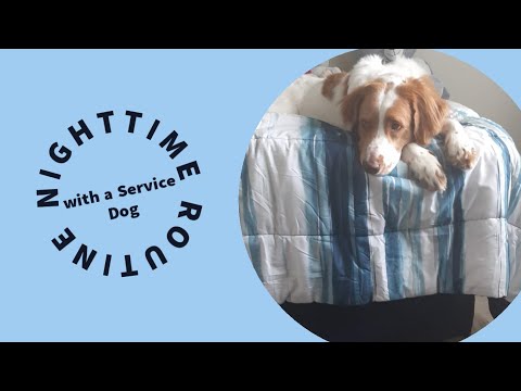 Nighttime Routine with a Service Dog! | Winston (Vlogmas 2020)