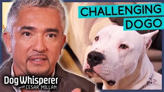 Intimidating Dogo Argentino Is Impossible To Restrain! | Dog Whisperer With Cesar Millan