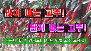 [24년 텃밭 고추 모음집]다수확 밭 만들기부터 추비 방법, 끝물까지 탄저 없는 방제까지 공유합니다.