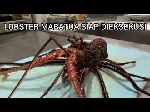 BERBURU LOBSTER SEGAR DI PULAU MARATUA🦞 #seafood#lobster#maratua