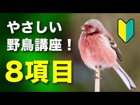 知らなきゃ恥ずかしい！野鳥初心者の為の８つの基礎知識～