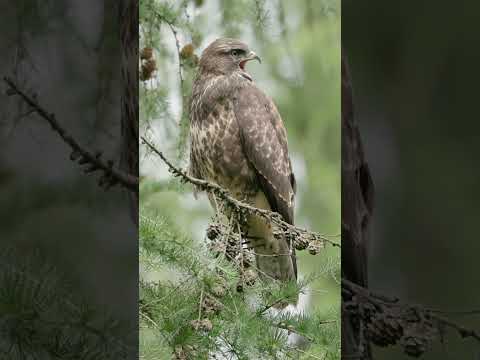 Young Buzzard Calls for Mom | Heartwarming Wildlife Footage