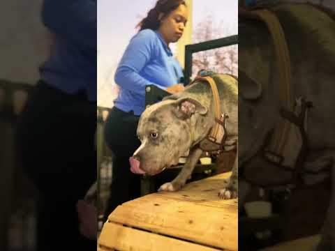 Share for part 3. #dog #slatmill #ftp #shorts #amercianbully #training #dogtreadmill #shortsviral