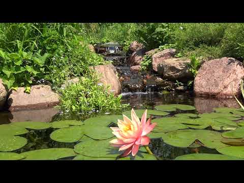 RELAXING POND - SUPER CALM 4K Video with SOOTHING SOUNDS