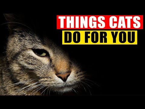 7 Protective Behaviors Cats Use to Keep You Safe