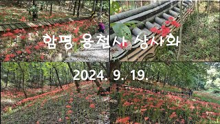 용천사 꽃무릇/ 전남 함평 2024년 9월 19일