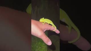 Would u stay up all night to catch CHAMELEONS?! #fyp#youtubeshorts#wildlife#kids#animals#nature#cute