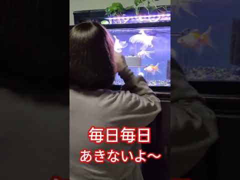 [金魚水槽]　金魚好きな普通のおばちゃま😝　お仕事終わって金魚に癒やされて元気になる👍　おばちゃまです😝