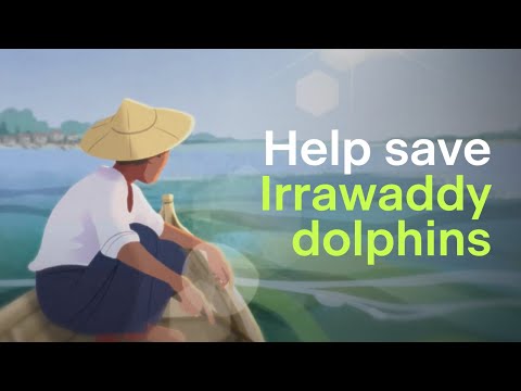 Help save Irrawaddy dolphins in Myanmar