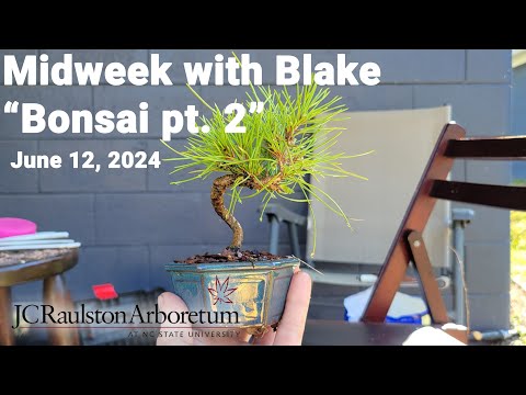 Midweek with Blake - "Bonsai pt. 2"