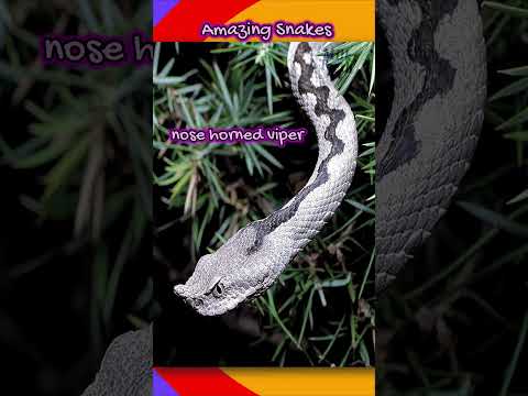 Amazing Deadliest Venomous Snakes on Earth #shorts #snakes