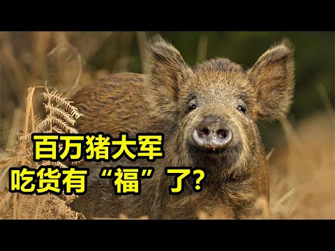 百万野猪“进攻”中国，人猪矛盾激化，吃货能解决问题吗？