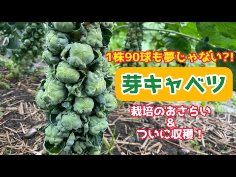 【野菜】「第10回 週一農業」ついに最終回！芽キャベツの栽培のおさらい〜収穫まで