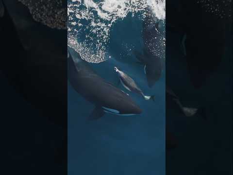 Orcas can be chilling to watch! #orca #dolphin