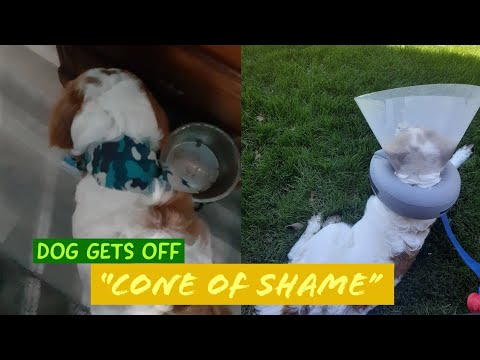 Service Dog FINALLY gets "Cone of Shame" off after WEEKS!!! | Winston