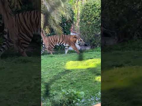 Tiger Roaring at Disney’s Animal Kingdom