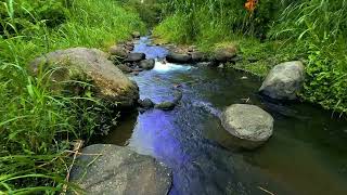 Tranquil River Flow for Meditation, Sleep, & Study | Relaxing Water Sounds