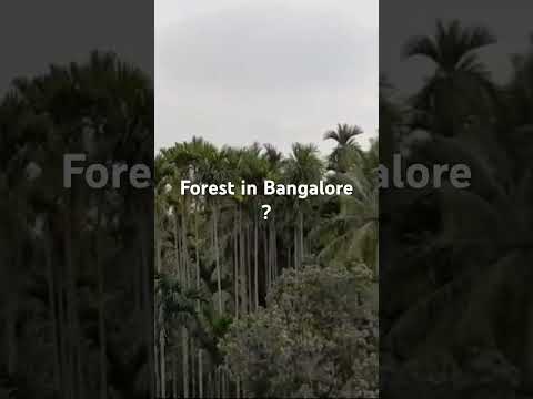 Forest in Bangalore #music #song #travel #bangaloretravellers #bangaloretourism #bangalorelocals