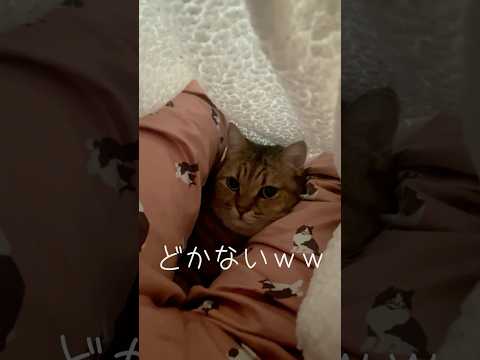 猫がお股の間から動かないので遅刻が確定した　#shorts