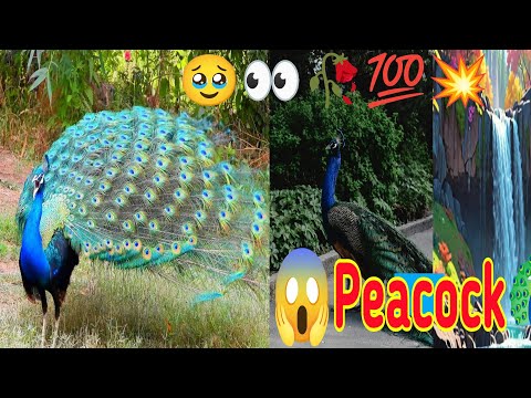 🥹🥀Peacock flying | Peacock dance | Peacock sound | Peacock opening ... | मोर नृत्य | #peacocks