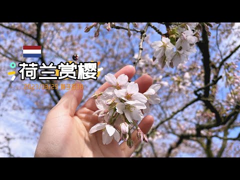 随手拍38-荷兰樱花季~这次是阿姆斯特丹森林的樱花公园~ | 春天限定旅行 Amsterdamse Bos Bloesempark | 胖仔的荷兰日记 Pangzai's diary 20230329