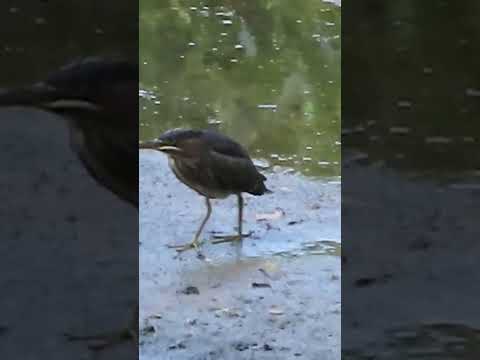 Green Heron Takes Off From the Mudflats #greenheron #nature #birds #shorts