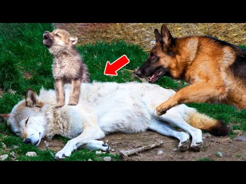 This Dog Found A Dying Mama Wolf, What She Did Next Will Make You Stoned!