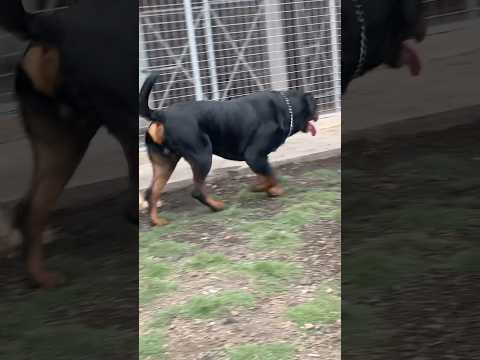 Big Rottweiler and German Shepherd #rottweiler #germanshepherd #dog #shorts