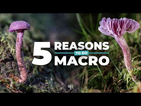 5 Reasons to Do Macro Photography