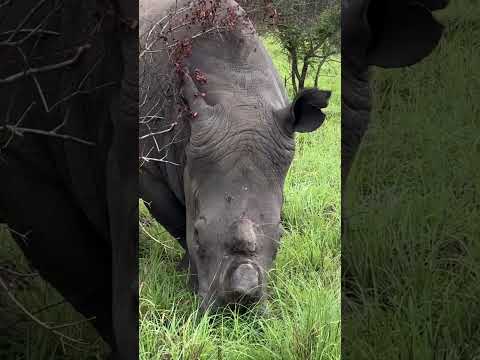 Retirement Travelers: Saving the Rhinos in Kruger National Park, South Africa #shorts