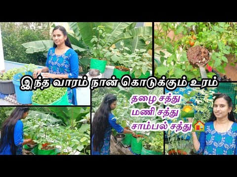 மாடி தோட்டம் செடிகளுக்கு தழை சத்து மணி சத்து சாம்பல் சத்து நிறைந்த உரம்🌱Best fertilizer for garden